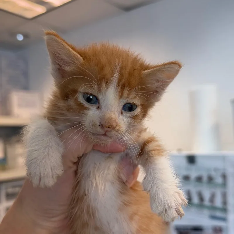 A baby small-sized male Orange / Red Domestic Short Hair cat named Peaches for adoption in Austin, TX