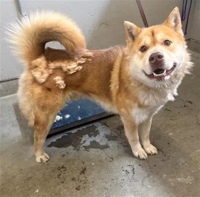 An adult large-sized male Siberian Husky dog named Taz for adoption in Camarillo, CA