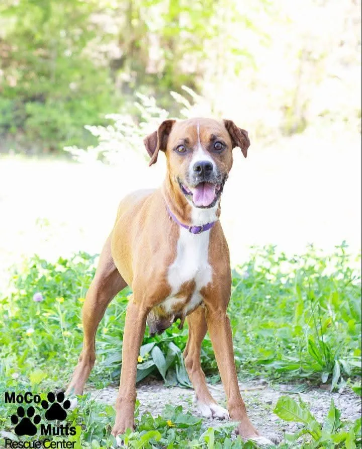 An adult medium-sized female Brown / Chocolate Boxer dog named Journey for adoption in Sunbright, TN