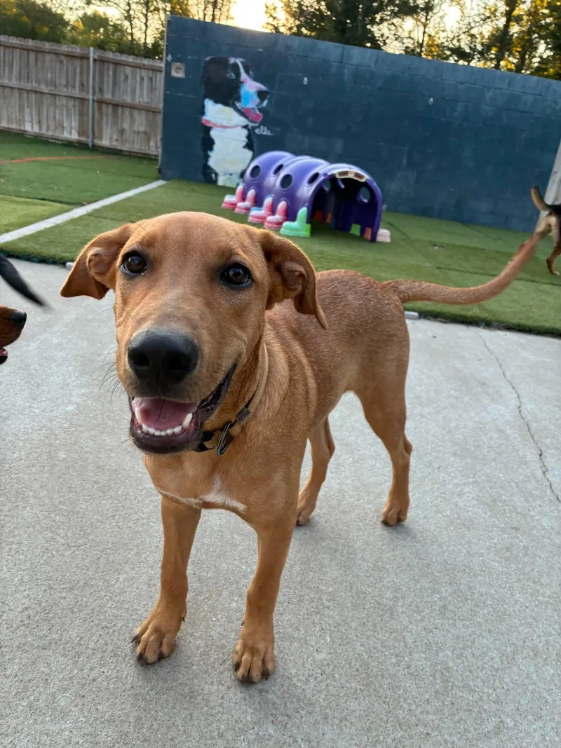 A baby medium-sized male Mixed Breed dog named Bronny for adoption in Northwood, NH