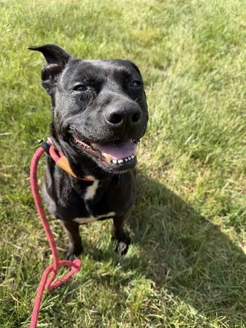 An adult medium-sized female Labrador Retriever dog named Bella for adoption in Charlotte, NC
