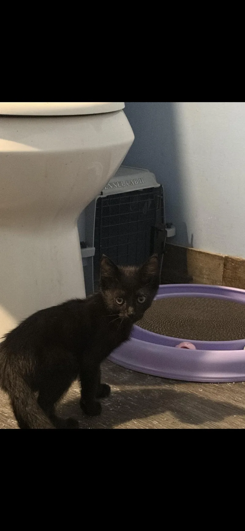 A baby small-sized male Black Domestic Short Hair cat named Finch for adoption in Rochester Hills, MI