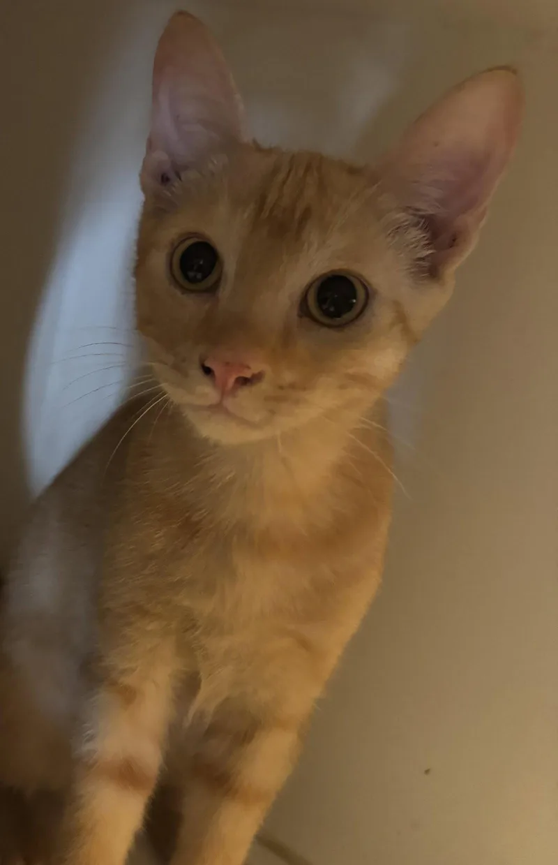 A young medium-sized male Domestic Short Hair cat named Louis for adoption in Phoenix, AZ