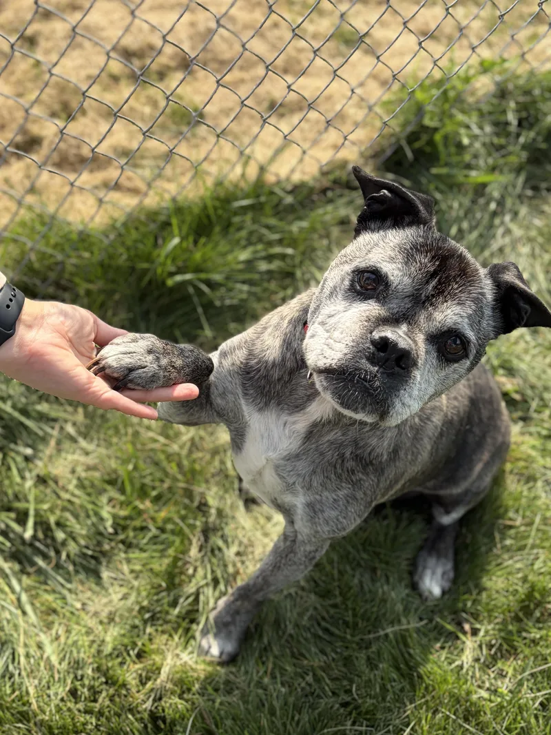A senior medium-sized male Pug dog named Lunch Box for adoption in Jefferson, WI