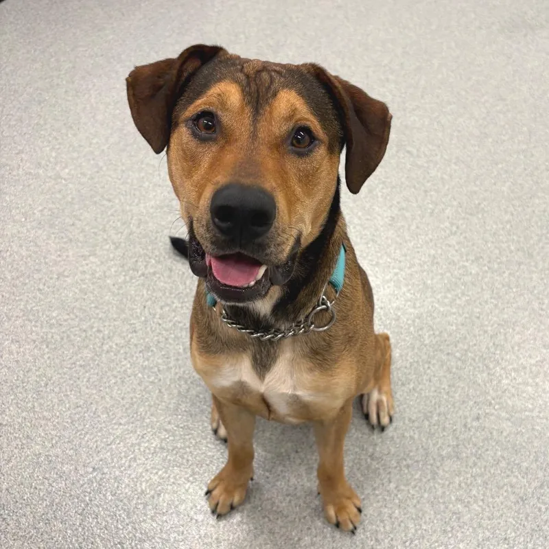 An adult medium-sized male Brown / Chocolate Mixed Breed dog named Ragnar for adoption in Wheeling, IL