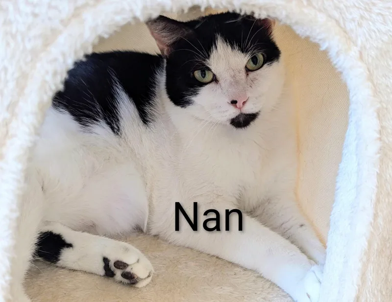Nan