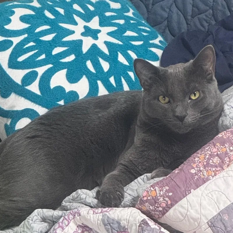 A baby medium-sized male Gray / Blue / Silver Russian Blue cat named Harley for adoption in Springfield, OR