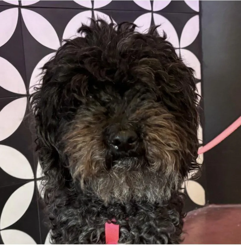 Coco Ca  Just thumbnail 2