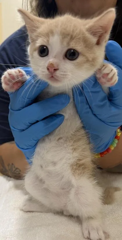 A baby small-sized male Domestic Short Hair cat named Cadeau for adoption in Honolulu, HI