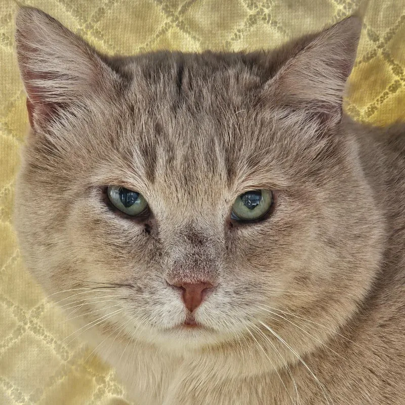 An adult medium-sized male Domestic Short Hair cat named Lizard King for adoption in Shoreline, WA