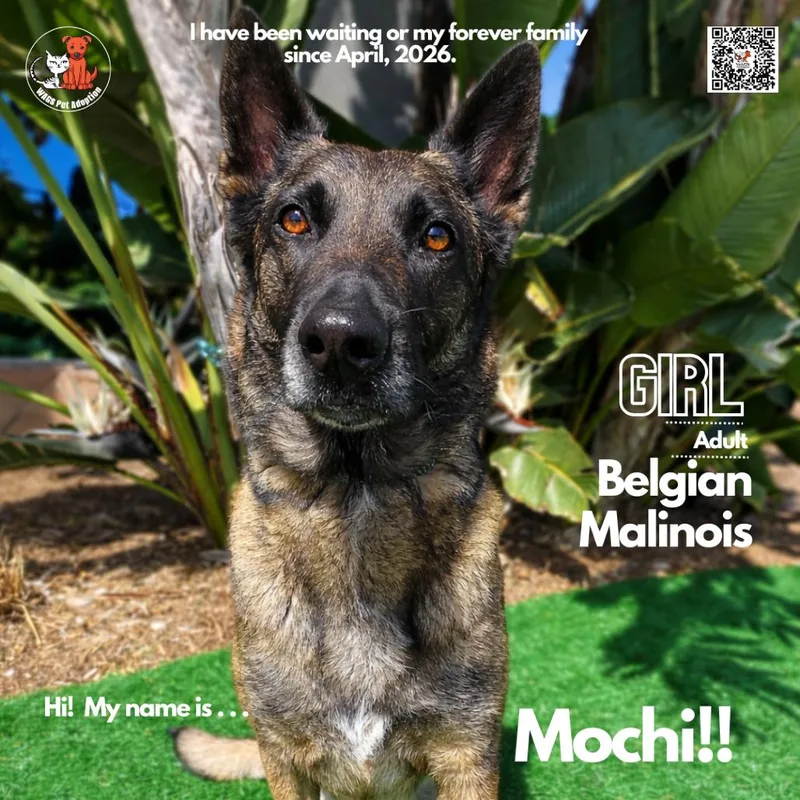 An adult large-sized female Brown / Chocolate Belgian Shepherd / Malinois dog named Mochi for adoption in Westminster, CA