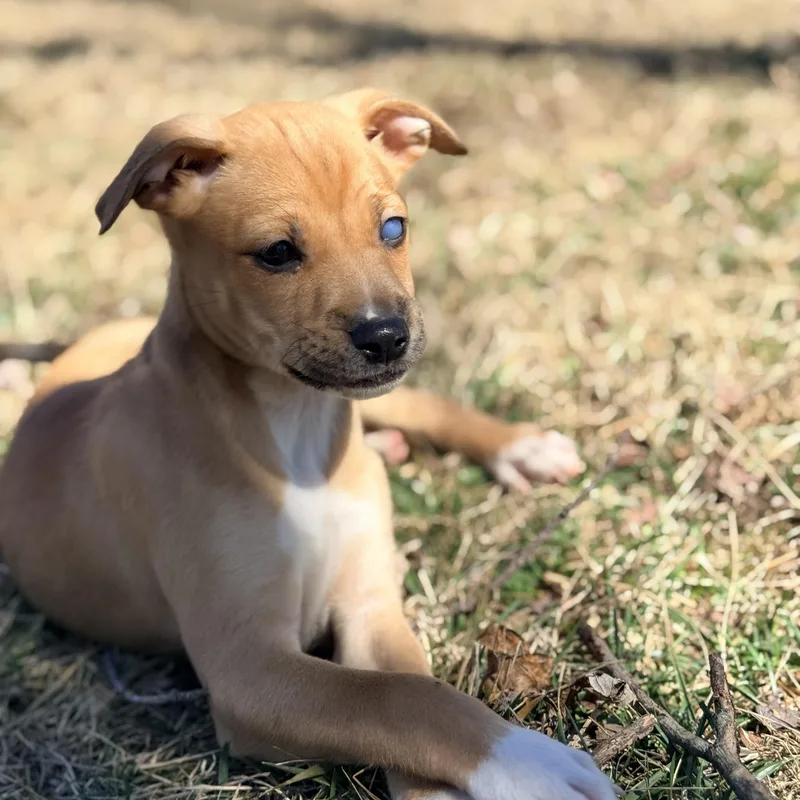 Pica Boo thumbnail 2