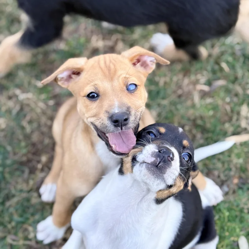 Pica Boo thumbnail 3