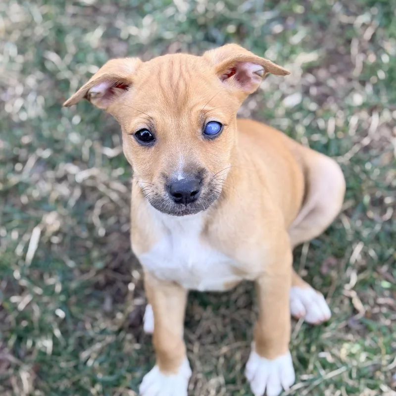 Pica Boo thumbnail 4