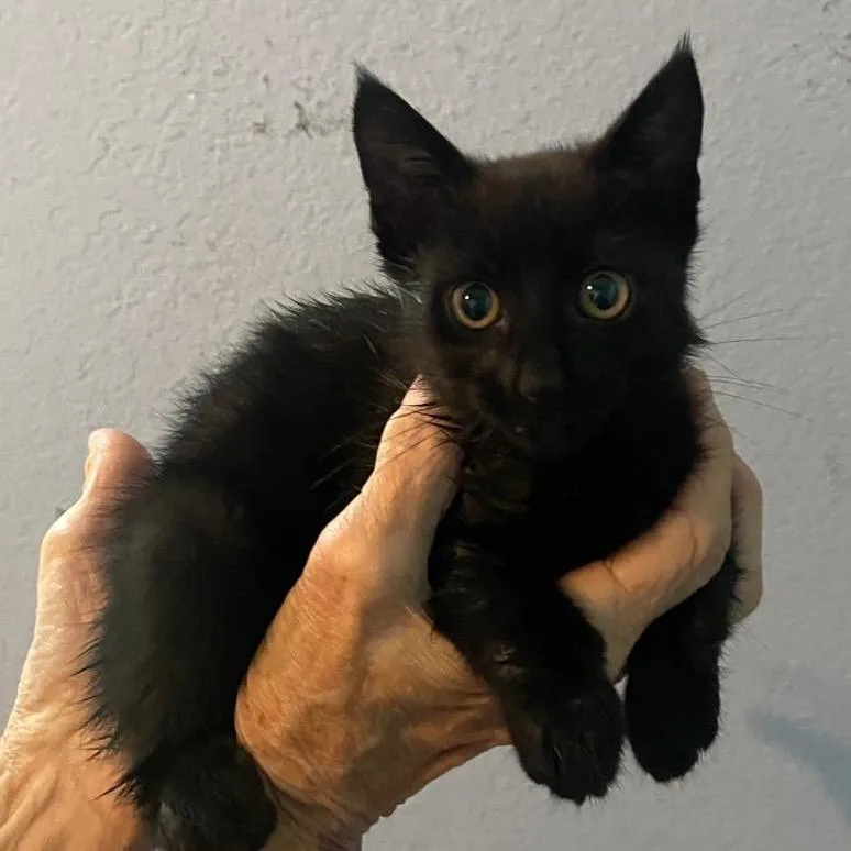A baby small-sized female Black Domestic Short Hair cat named AFAHStray for adoption in Volcano, HI