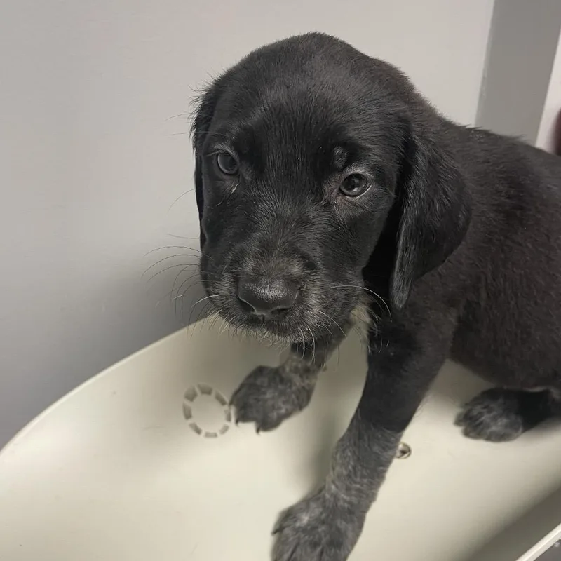 A baby small-sized female Black Mixed Breed dog named Latte for adoption in Chattanooga, TN