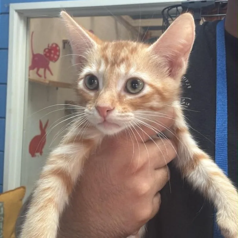 A baby small-sized male Orange / Red Domestic Short Hair cat named Vistavision Chino Hills for adoption in Chino Hills, CA