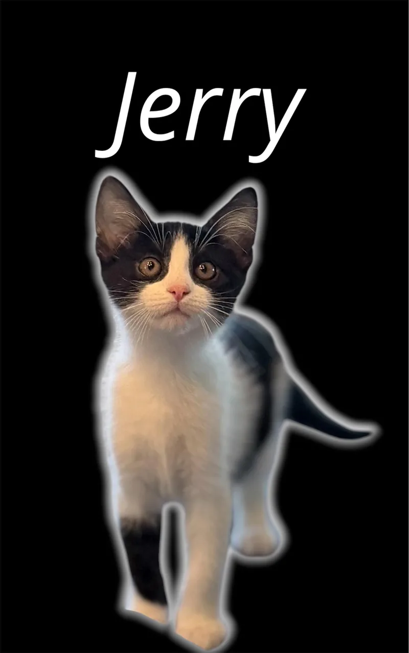 A baby small-sized male Domestic Short Hair cat named Jerry for adoption in Auburn, CA