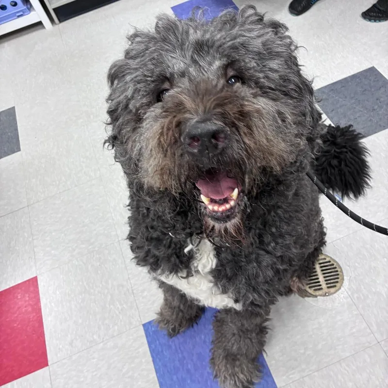 A senior large-sized male Gray / Blue / Silver Saint Bernard dog named Hamilton aka Hammy for adoption in Dixon, IL