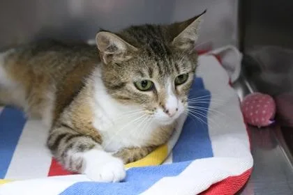 An adult large-sized female Domestic Short Hair cat named Mrs. Shucks for adoption in Brunswick, GA