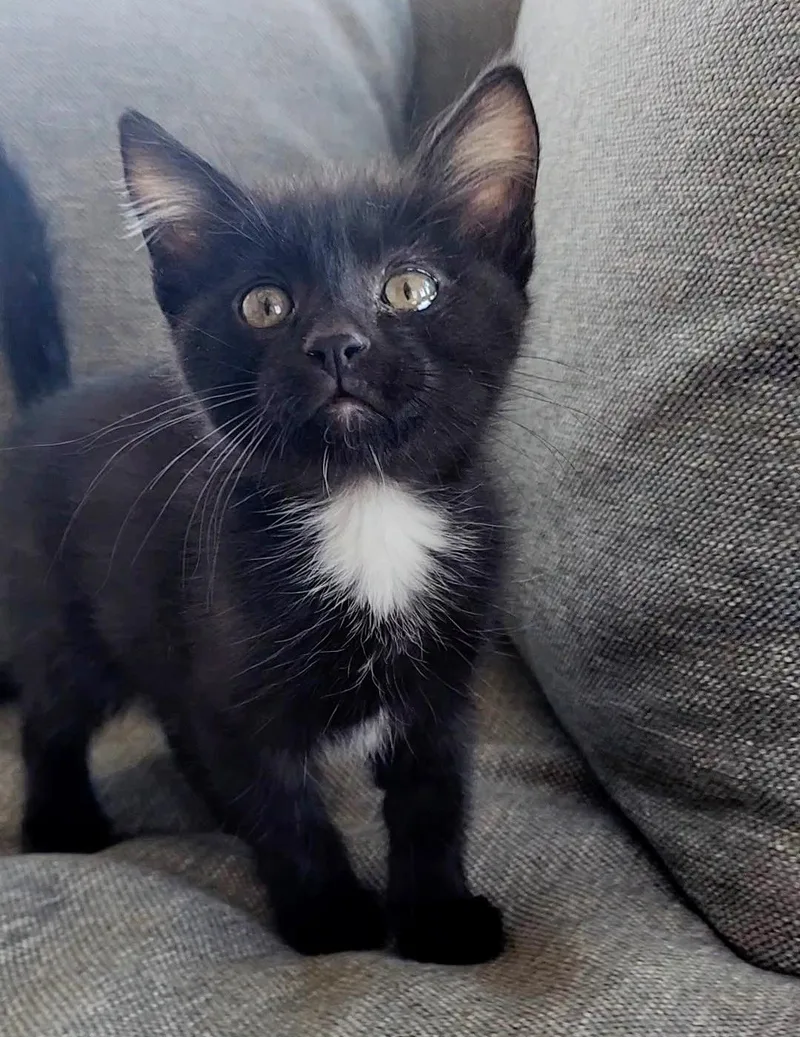 A baby medium-sized male Black & White / Tuxedo Domestic Short Hair cat named Munster for adoption in Parkville, MO