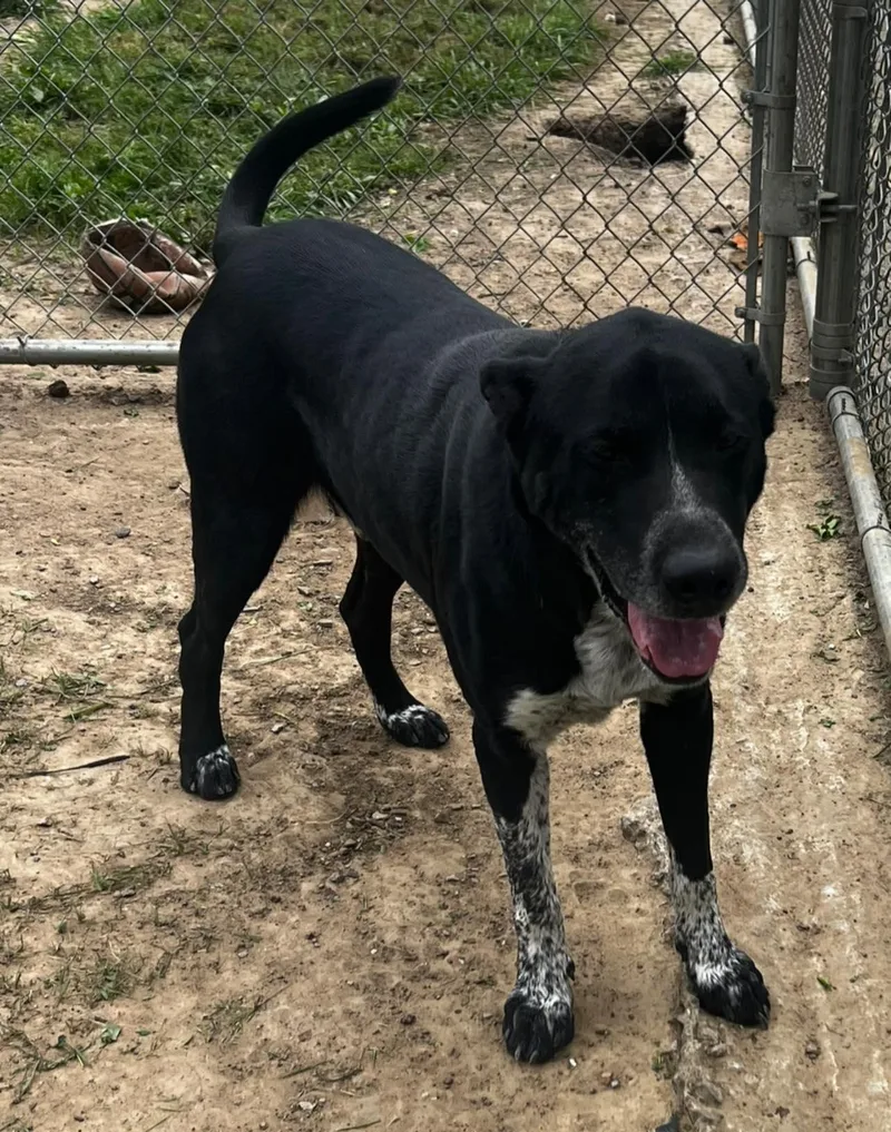 An adult medium-sized male Labrador Retriever dog named Jimmy for adoption in Pryor, OK