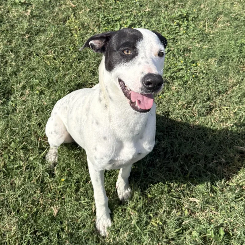 A baby medium-sized female Pit Bull Terrier dog named Guinefort for adoption in Brenham, TX