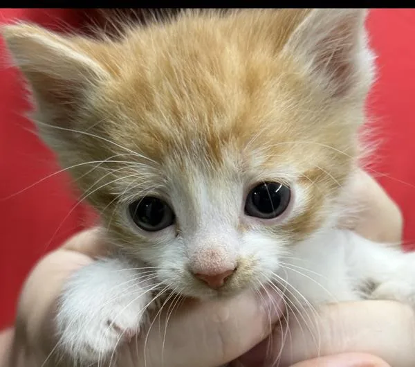 A baby small-sized male Domestic Short Hair cat named Oscar for adoption in Campbellsville, KY