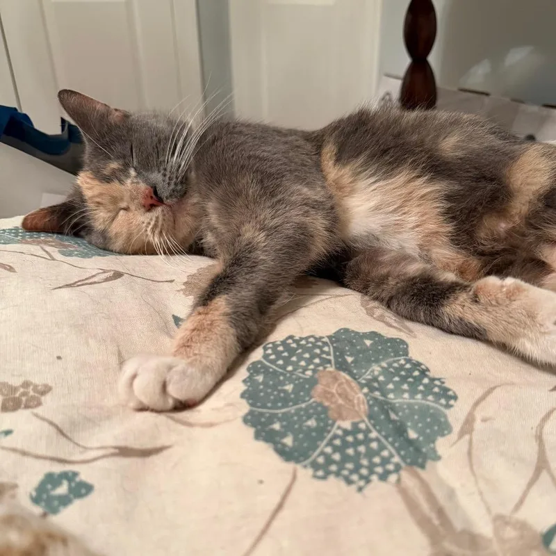A young medium-sized female Tortoiseshell Domestic Short Hair cat named Jasmine Ramishvili for adoption in Merrifield, VA