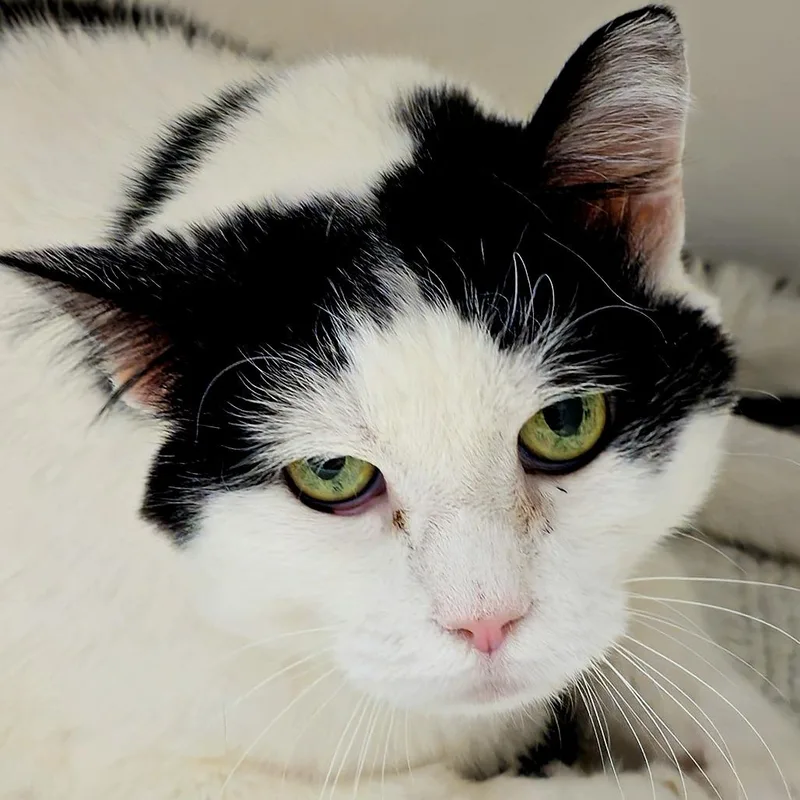 A senior large-sized female Domestic Short Hair cat named Moe for adoption in Cumming, GA