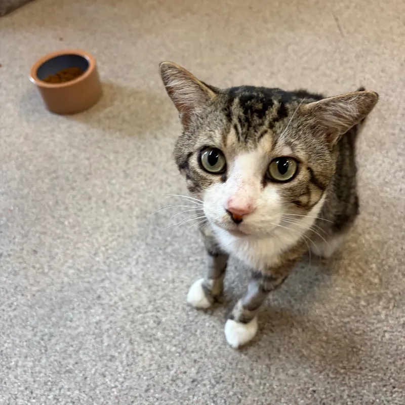 An adult large-sized male Brown / Chocolate Domestic Short Hair cat named Jasper for adoption in Sarasota, FL