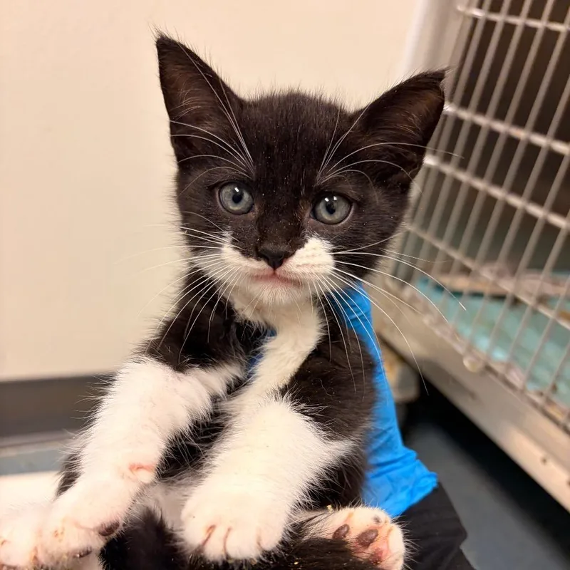 A baby small-sized female White Domestic Short Hair cat named Grace for adoption in Edinburg, TX