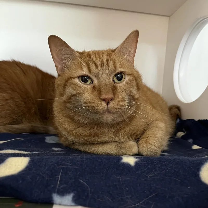 A senior large-sized male Orange / Red Domestic Short Hair cat named Jack for adoption in DeKalb, IL