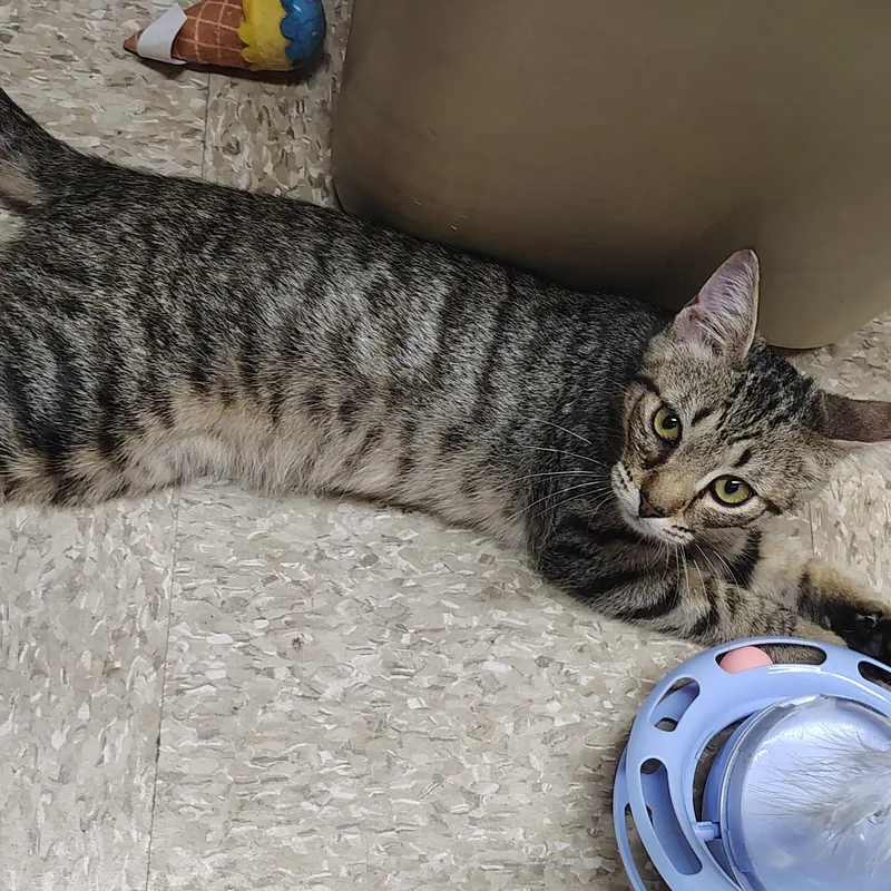 A baby medium-sized male Tabby (Brown / Chocolate) Domestic Short Hair cat named Pringle for adoption in Waterford, CT