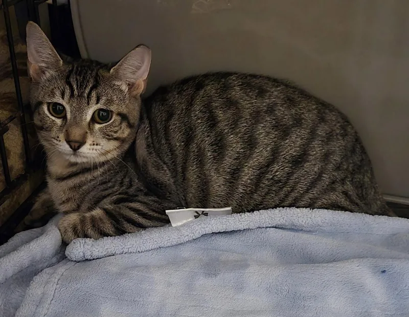 A baby medium-sized male Brown / Chocolate Domestic Short Hair cat named Aspen for adoption in Oviedo, FL