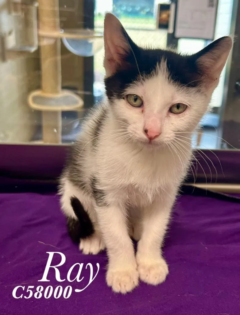 A baby small-sized female Domestic Short Hair cat named Ray for adoption in Clarksville, TN