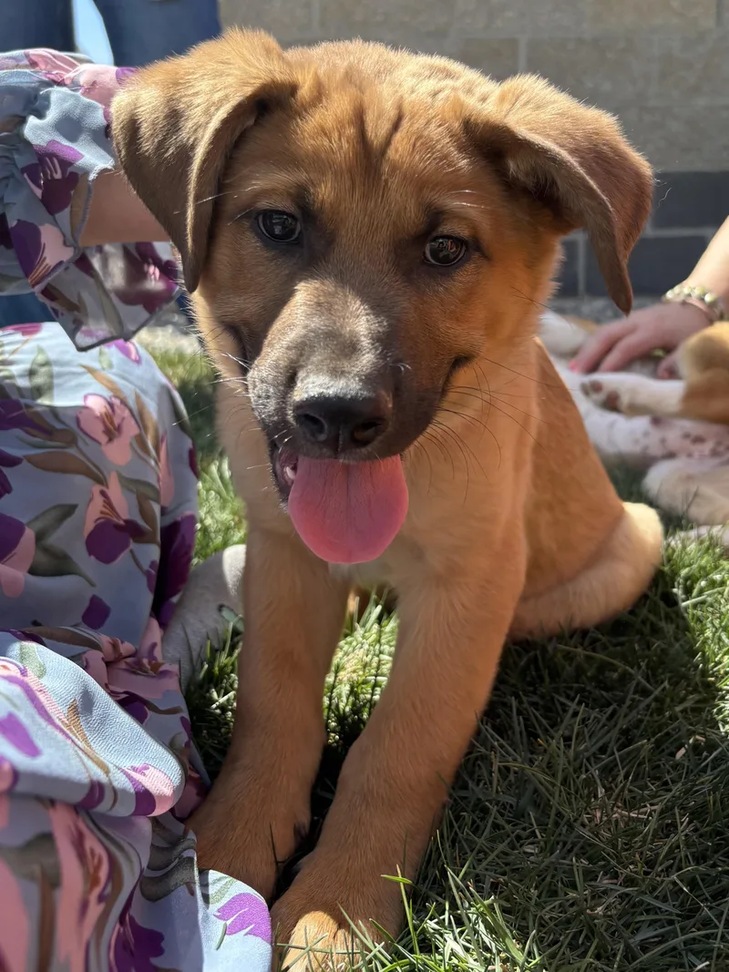 A baby medium-sized male Brown / Chocolate Shepherd dog named Timone for adoption in Pagosa Springs, CO