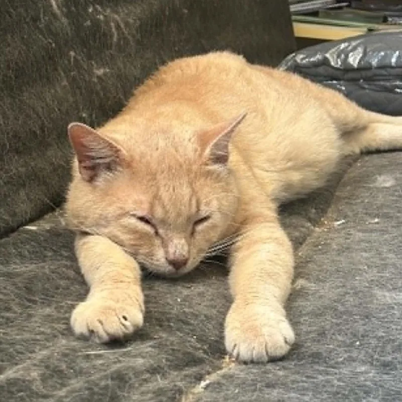 An adult small-sized male Buff / Tan / Fawn Domestic Short Hair cat named Liam for adoption in Reisterstown, MD