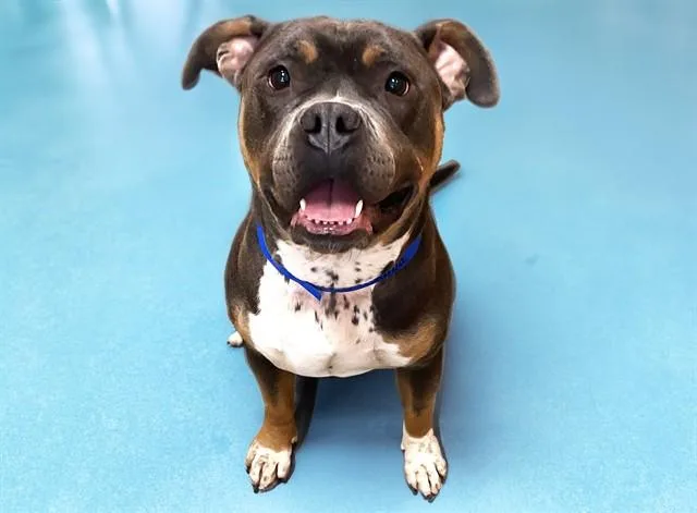 An adult medium-sized male American Staffordshire Terrier dog named Samoa for adoption in Fort Lauderdale, FL
