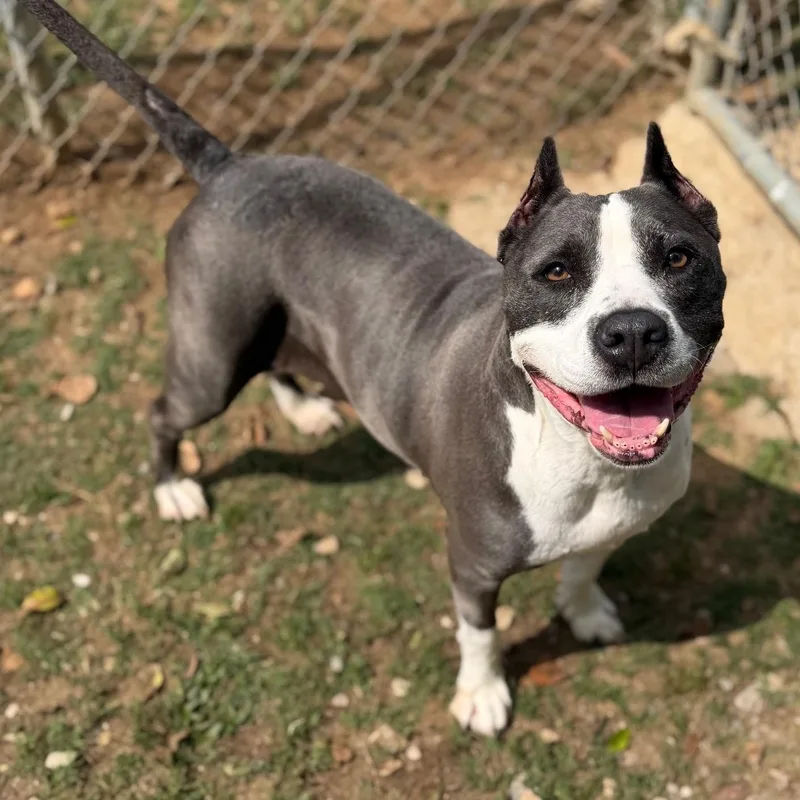 A senior large-sized female White / Cream Mixed Breed dog named Lila for adoption in Summerdale, AL