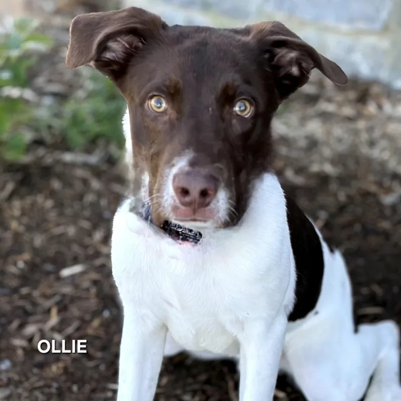A young small-sized male Brown / Chocolate Mixed Breed dog named Ollie for adoption in Madisonville, TN