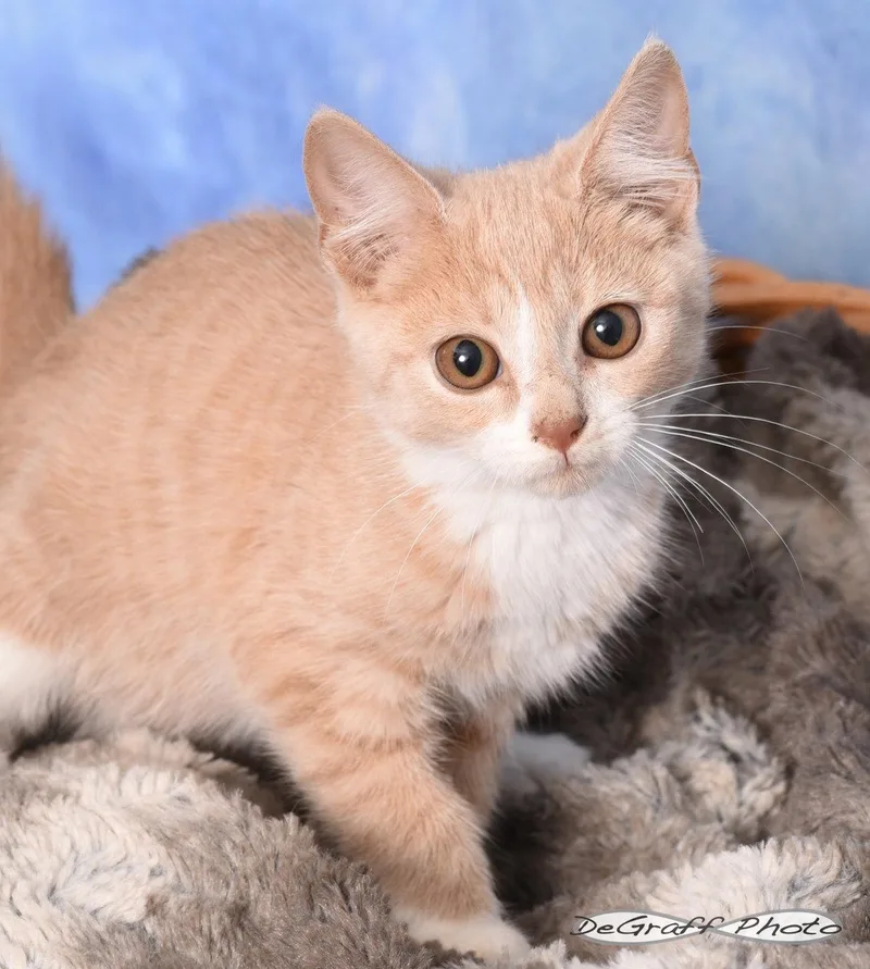 A young medium-sized male Orange & White Domestic Short Hair cat named Appa for adoption in Pittsboro, NC