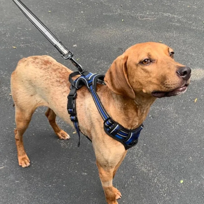 A young medium-sized male Golden English Coonhound dog named Scout for adoption in Marseilles, IL