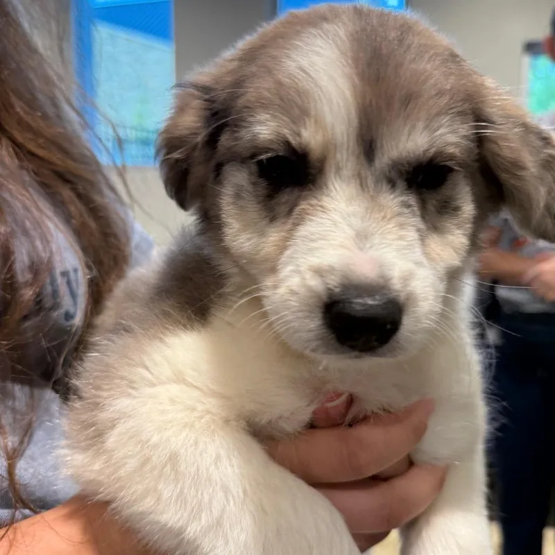 A baby medium-sized female Hound dog named Jetta for adoption in Cumming, GA