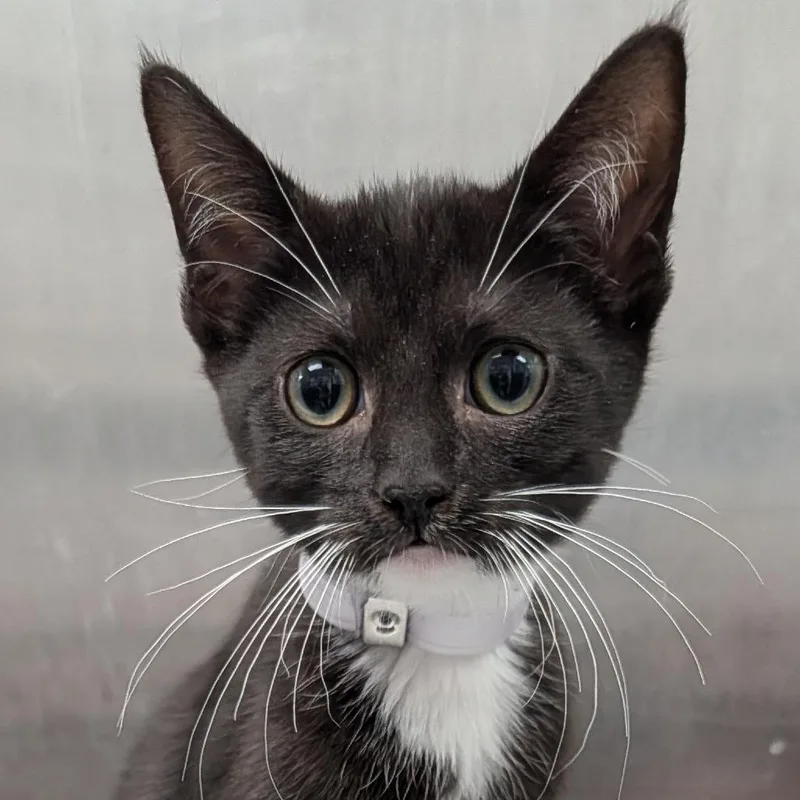 A baby small-sized female Black Domestic Short Hair cat named Mahi for adoption in Hawthorne, CA