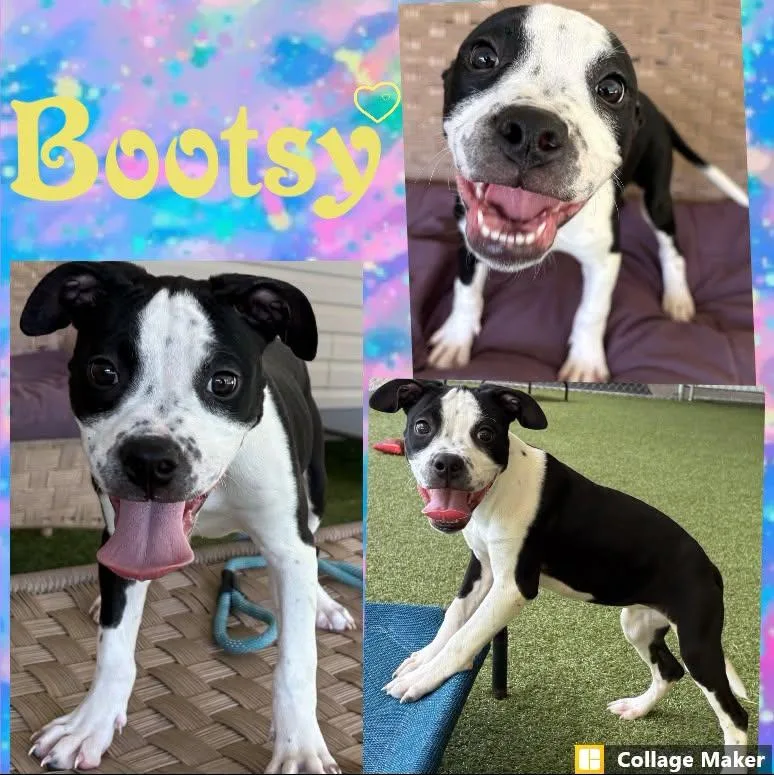 A young medium-sized female Terrier dog named Bootsy for adoption in Clearfield, PA