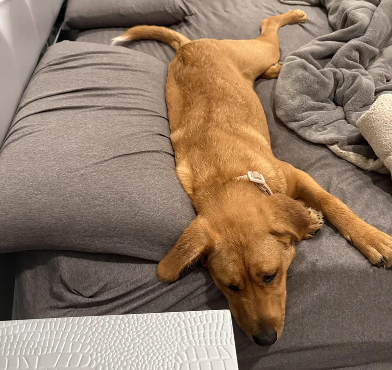 A young large-sized female Red / Chestnut / Orange Great Pyrenees dog named Valentine for adoption in Dallas, TX