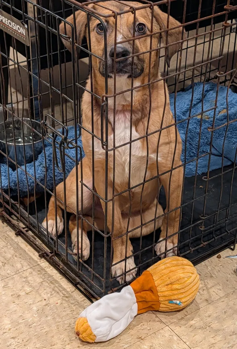 A young medium-sized male Yellow / Tan / Blond / Fawn Mixed Breed dog named Thumper for adoption in Marietta, OH