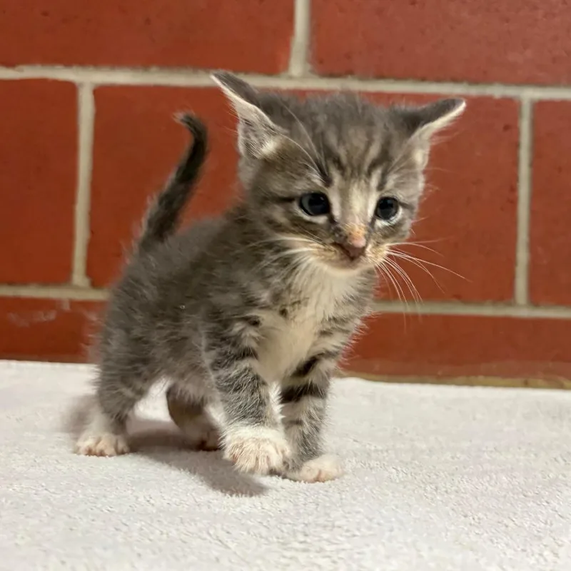 A baby small-sized male Gray / Blue / Silver Domestic Short Hair cat named Peanut for adoption in Cabot, AR