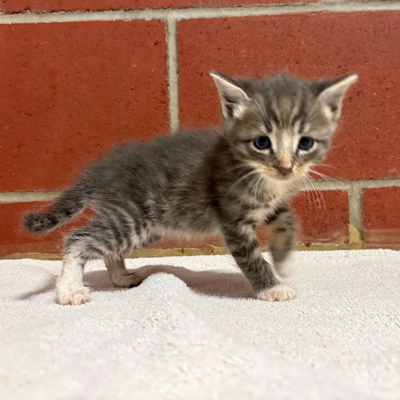 Peanut thumbnail 2